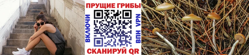 Галлюциногенные грибы Psilocybe  Закаменск 